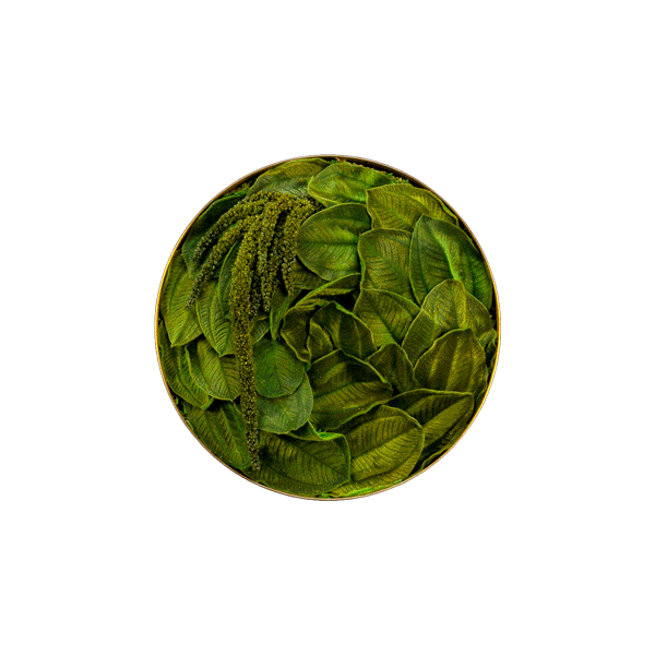 Pflanzenbild: Velvet Leafs Kreis 22cm - Swirl