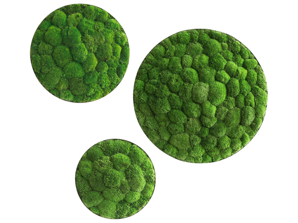 Moss picture: Pole moss ellipsoids 3 pack