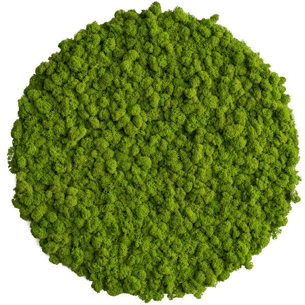 Moss picture: Reindeer moss circle 54cm