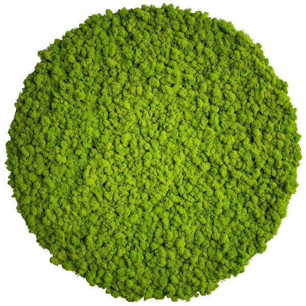 Moss picture: Reindeer moss circle 80cm