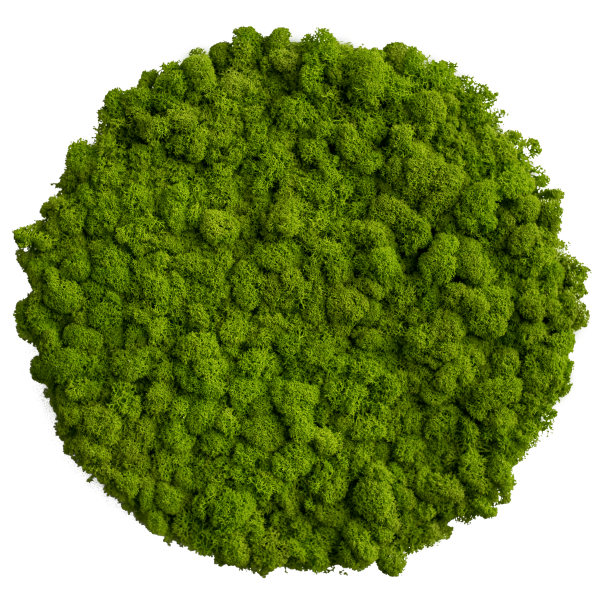 Moss picture: Reindeer moss circle 34cm